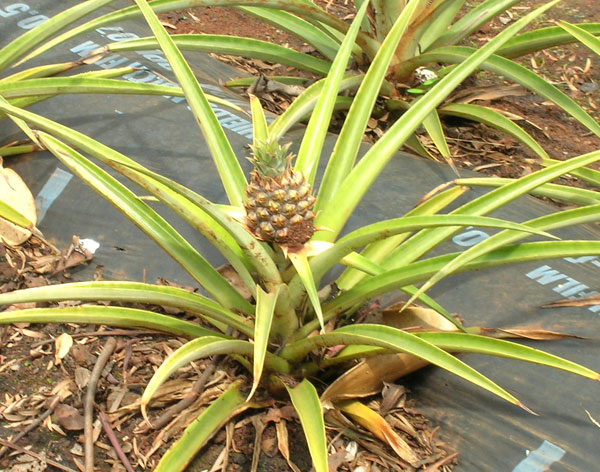 pineapple